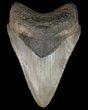 Tan, Serrated, Megalodon Tooth - Georgia #51025-1